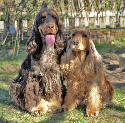 Samira och Othello